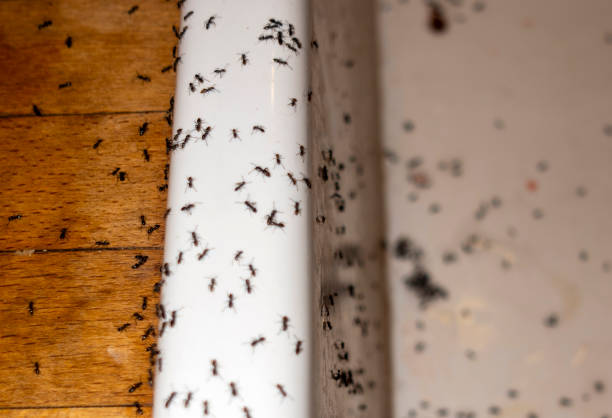 Insect Control in Manitou Springs, CO