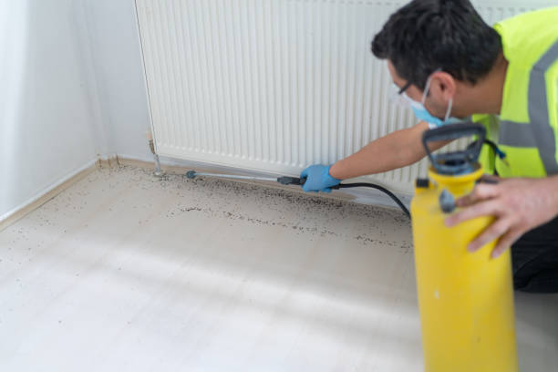 Best Termite Control Services  in Manitou Springs, CO